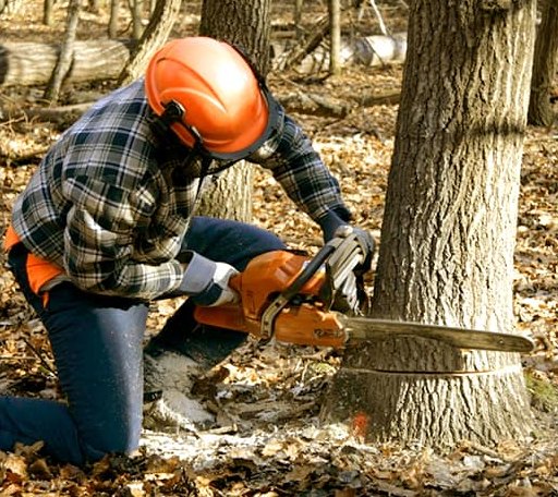 Tree Removal in West Warren, MA